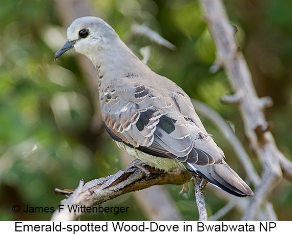Emerald-spotted Wood-Dove - © James F Wittenberger and Exotic Birding LLC