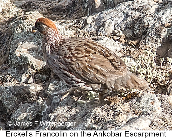 Erckel's Francolin - © James F Wittenberger and Exotic Birding LLC