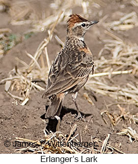 Erlanger's Lark - © James F Wittenberger and Exotic Birding LLC