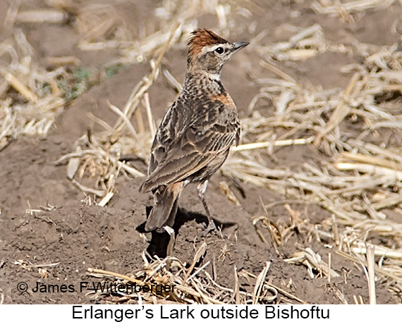Erlanger's Lark - © James F Wittenberger and Exotic Birding LLC