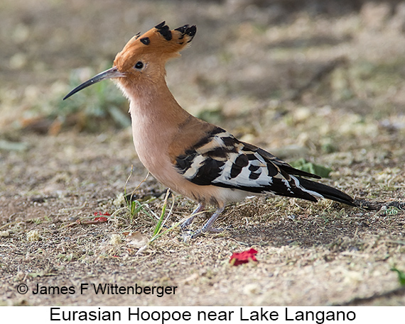 Eurasian Hoopoe - © James F Wittenberger and Exotic Birding LLC