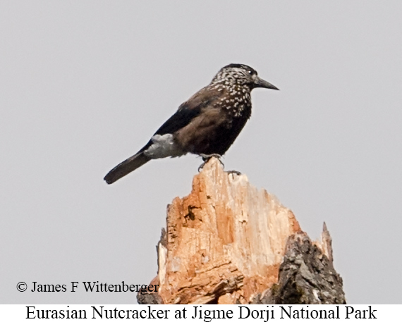 Eurasian Nutcracker - © James F Wittenberger and Exotic Birding LLC