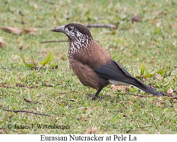 Eurasian Nutcracker - © James F Wittenberger and Exotic Birding LLC