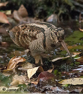 Eurasian Woodcock - © James F Wittenberger and Exotic Birding LLC