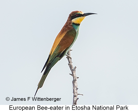 European Bee-eater - © James F Wittenberger and Exotic Birding LLC