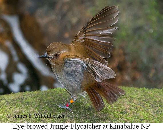 Eye-browed Jungle Flycatcher - © James F Wittenberger and Exotic Birding LLC