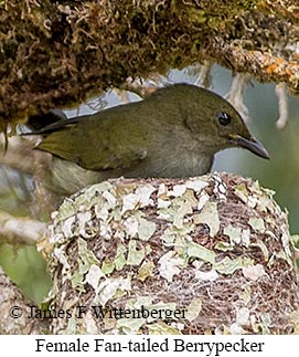 Fan-tailed Berrypecker - © James F Wittenberger and Exotic Birding LLC