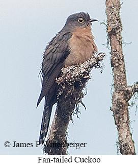 Fan-tailed Cuckoo - © James F Wittenberger and Exotic Birding LLC