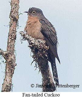 Fan-tailed Cuckoo - © James F Wittenberger and Exotic Birding LLC