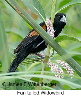 Fan-tailed Widowbird - © James F Wittenberger and Exotic Birding LLC