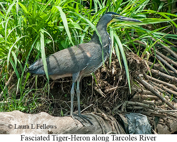 Fasciated Tiger-Heron - © James F Wittenberger and Exotic Birding LLC