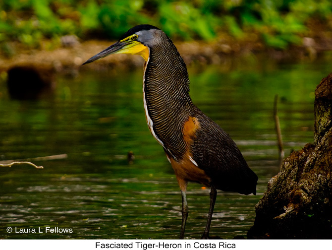 Fasciated Tiger-Heron - &copy; Laura L Fellows and Exotic Birding Tours