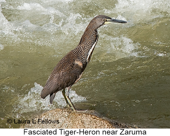 Fasciated Tiger-Heron - © Laura L Fellows and Exotic Birding LLC