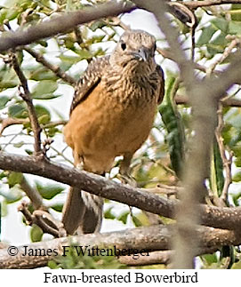 Fawn-breasted Bowerbird - © James F Wittenberger and Exotic Birding LLC