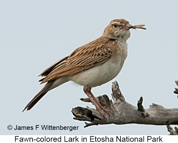 Fawn-colored Lark - © James F Wittenberger and Exotic Birding LLC