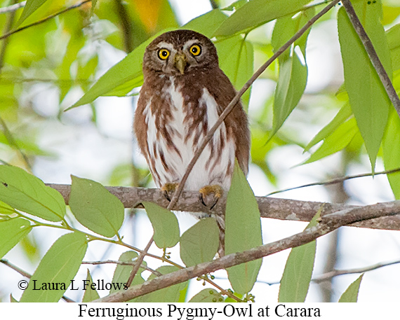 Ferruginous Pygmy-Owl - © Laura L Fellows and Exotic Birding LLC
