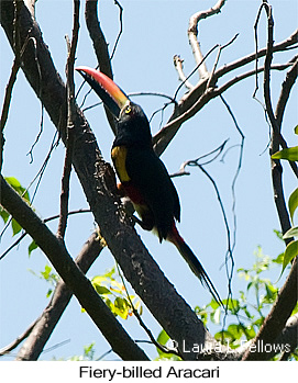 Fiery-billed Aracari - &copy; Laura L Fellows and Exotic Birding Tours