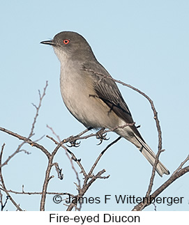 Fire-eyed Diucon - © James F Wittenberger and Exotic Birding LLC