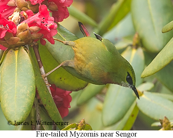 Fire-tailed Myzornis - © James F Wittenberger and Exotic Birding LLC