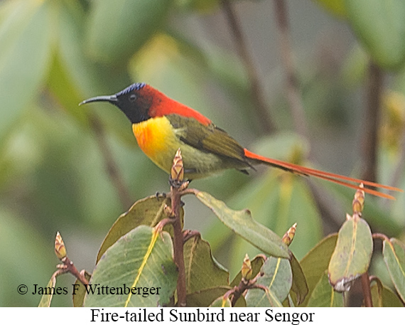 Fire-tailed Sunbird - © James F Wittenberger and Exotic Birding LLC