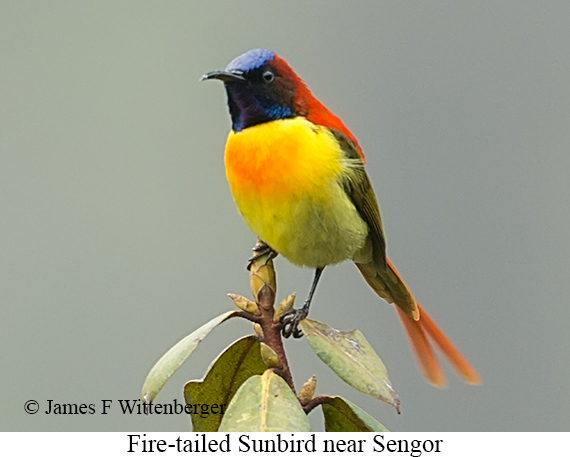 Fire-tailed Sunbird - © James F Wittenberger and Exotic Birding LLC