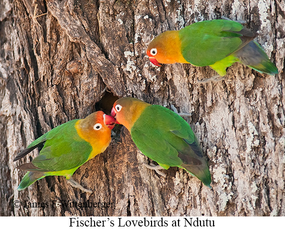 Fischer's Lovebird - © James F Wittenberger and Exotic Birding LLC