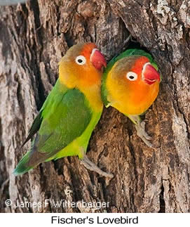 Fischer's Lovebird - © James F Wittenberger and Exotic Birding LLC