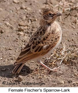 Fischer's Sparrow-Lark - © James F Wittenberger and Exotic Birding LLC