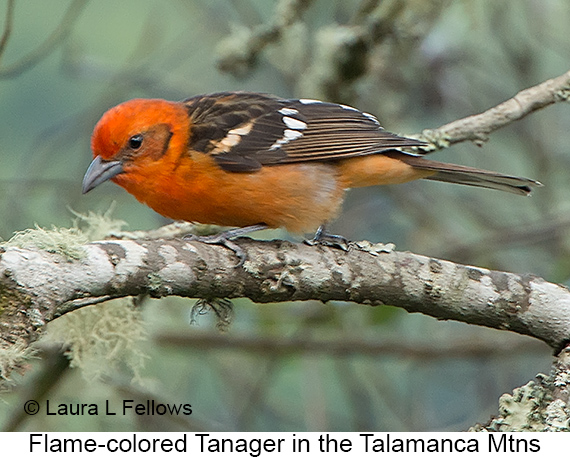 Flame-colored Tanager - © James F Wittenberger and Exotic Birding LLC