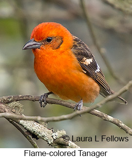 Flame-colored Tanager - © Laura L Fellows and Exotic Birding LLC