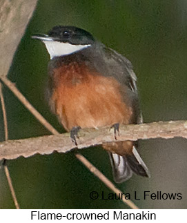 Flame-crowned Manakin - © Laura L Fellows and Exotic Birding LLC