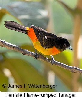 Flame-rumped Tanager - © James F Wittenberger and Exotic Birding LLC