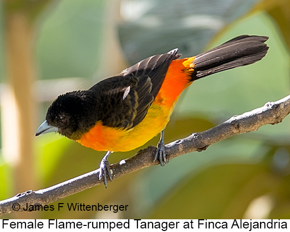 Flame-rumped Tanager - © James F Wittenberger and Exotic Birding LLC