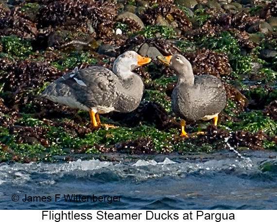 Flightless Steamer-Duck - © James F Wittenberger and Exotic Birding LLC