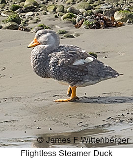 Flightless Steamer-Duck - © James F Wittenberger and Exotic Birding LLC