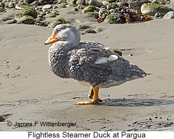 Flightless Steamer-Duck - © James F Wittenberger and Exotic Birding LLC