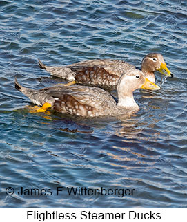 Flightless Steamer-Duck - © James F Wittenberger and Exotic Birding LLC