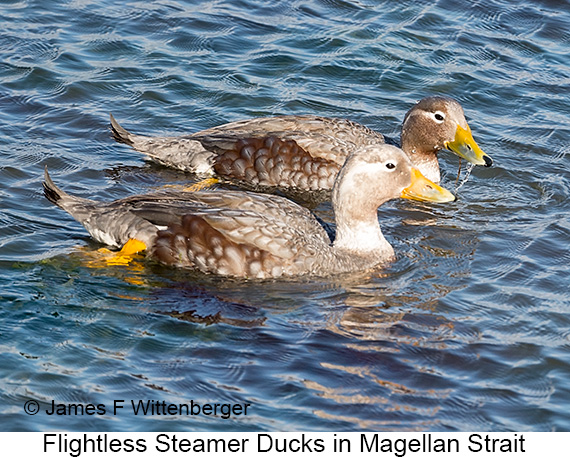 Flightless Steamer-Duck - © James F Wittenberger and Exotic Birding LLC