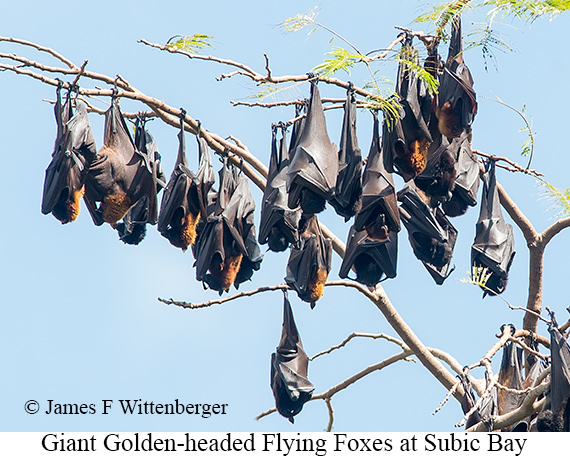 Flying Foxes - © James F Wittenberger and Exotic Birding LLC