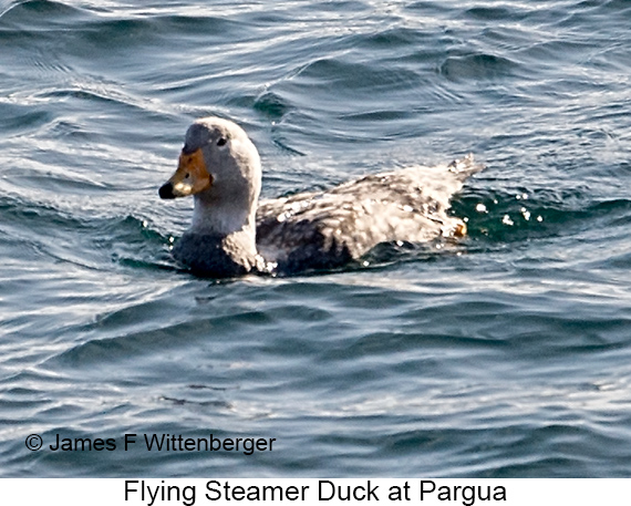 Flying Steamer-Duck - © James F Wittenberger and Exotic Birding LLC