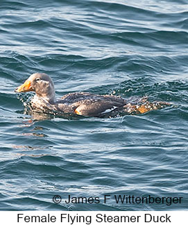 Female Flying Steamer-Duck - © James F Wittenberger and Exotic Birding LLC