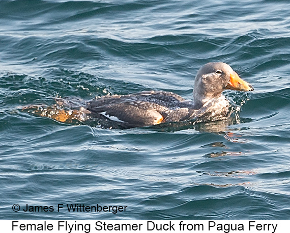 Female Flying Steamer-Duck - © James F Wittenberger and Exotic Birding LLC