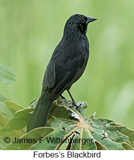 Forbes's Blackbird - © James F Wittenberger and Exotic Birding LLC