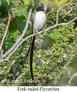 Fork-tailed Flycatcher - © Laura L Fellows and Exotic Birding LLC