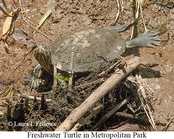 Freshwater Turtle - © James F Wittenberger and Exotic Birding LLC