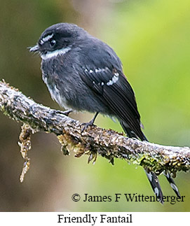 Friendly Fantail - © James F Wittenberger and Exotic Birding LLC