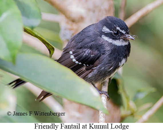 Friendly Fantail - © James F Wittenberger and Exotic Birding LLC