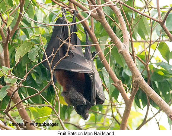 Fruit Bat - © James F Wittenberger and Exotic Birding LLC