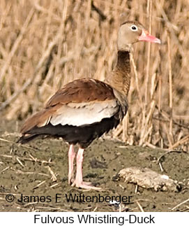 Fulvous Whistling-Duck - © James F Wittenberger and Exotic Birding LLC