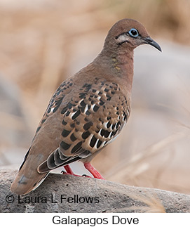 Galapagos Dove - © Laura L Fellows and Exotic Birding LLC